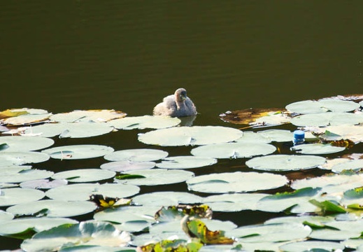 201110251418-DSC06406.jpg