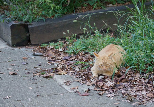 201110251427-DSC06430.jpg
