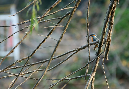 201110251451-DSC06485.jpg