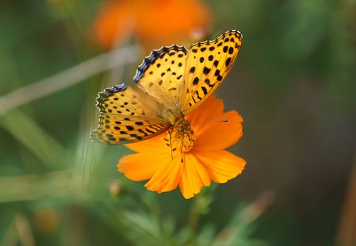 201110251458-DSC06498.jpg