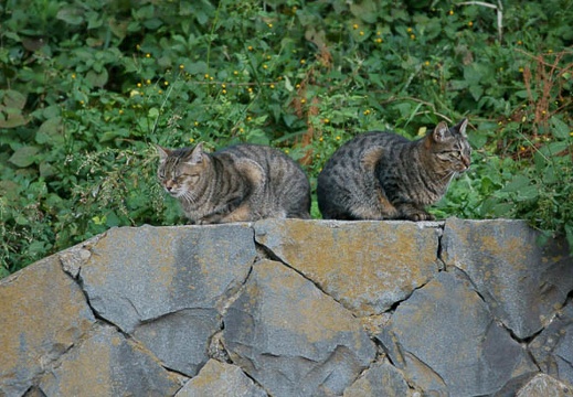 201110251527-DSC06543.jpg
