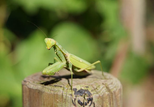 201110261012-DSC06566.jpg