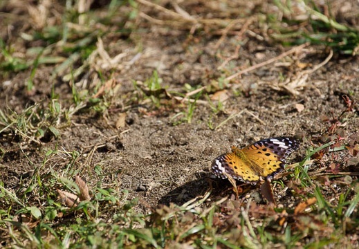 201110261017-DSC06572.jpg