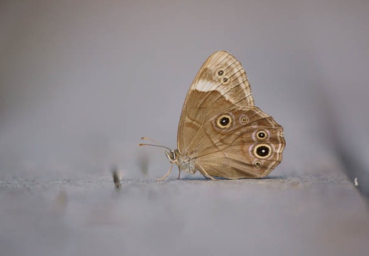 201110261114-DSC06738.jpg
