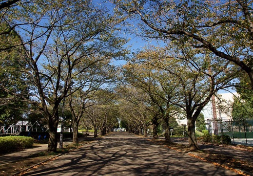 201110261300-DSC06818.jpg