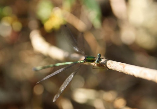 201110261337-DSC06883.jpg