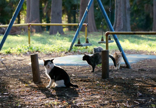 201110261559-DSC06985.jpg