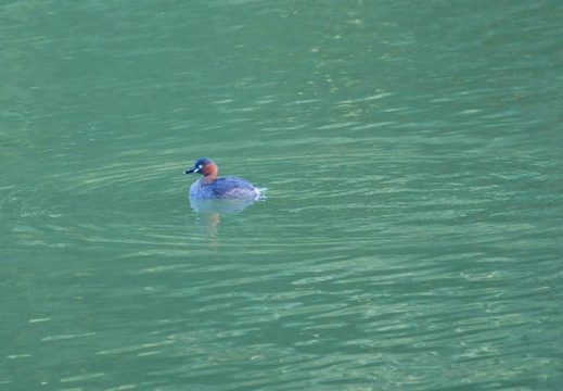 201110261613-DSC07017.jpg