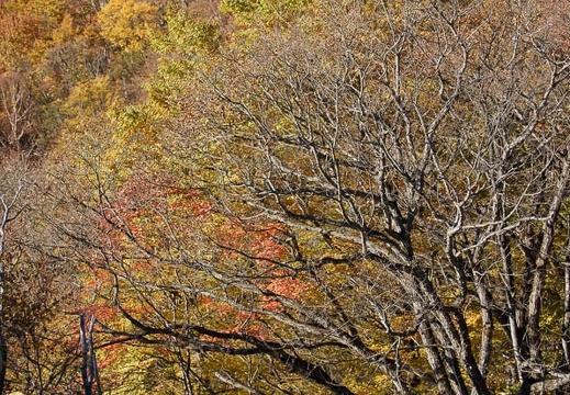 201110270803-DSC07052.jpg
