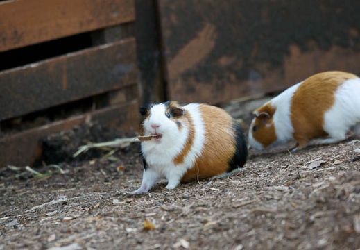 201110281458-DSC08119.jpg