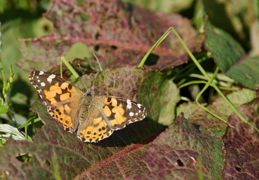 201110291036-DSC08366.jpg