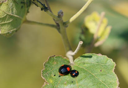 201110291103-DSC08378.jpg