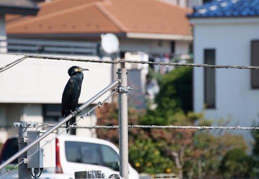 201110291131-DSC08467.jpg