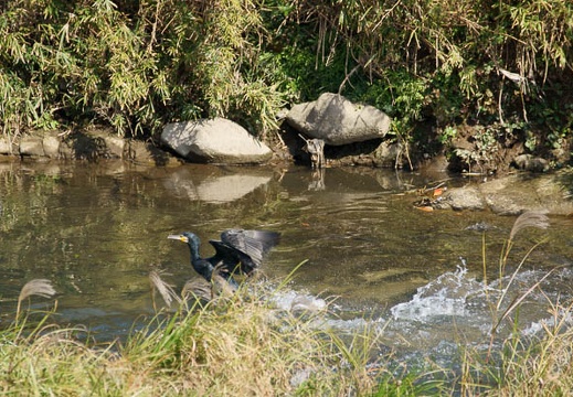 201110291214-DSC08532.jpg