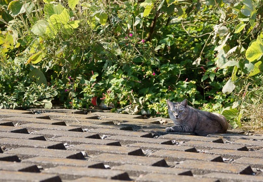 201110291237-DSC08563.jpg