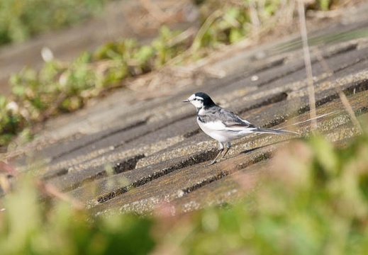201110291258-DSC08615.jpg