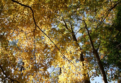 201111021003-DSC08753.jpg