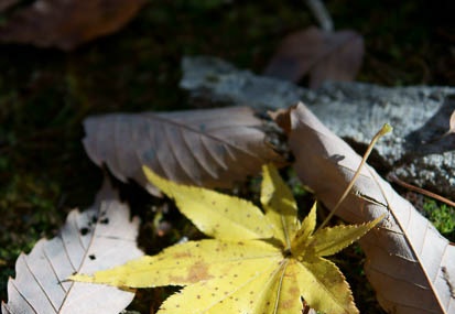 201111021022-DSC08787.jpg