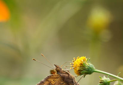 201111041114-DSC09321.jpg