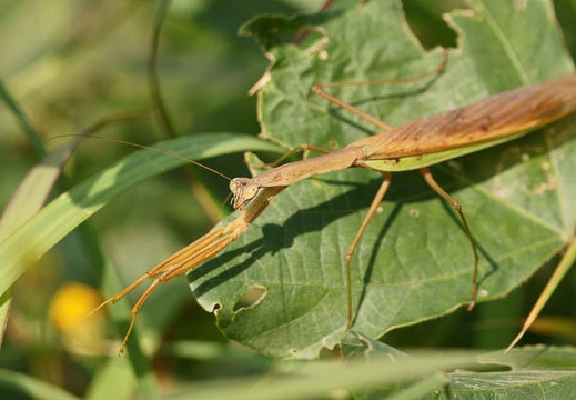 201111041133-DSC09391.jpg