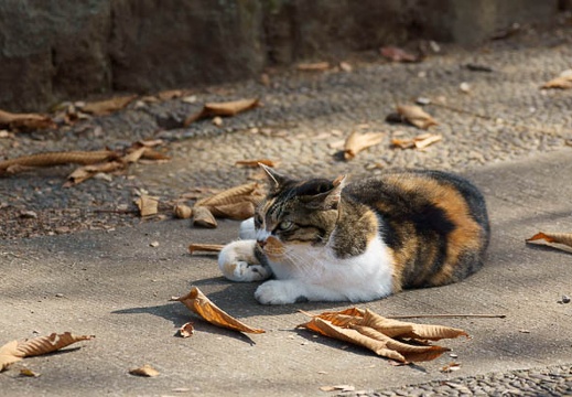 201111041300-DSC09584.jpg