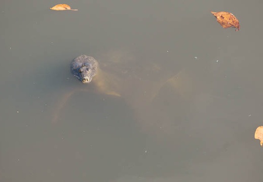 201111041347-DSC09666.jpg