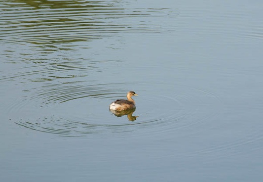 201111041430-DSC09753.jpg