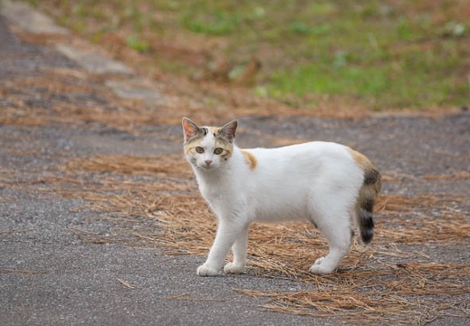201111051059-DSC09807.jpg