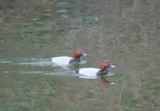 201111051204-DSC09880.jpg