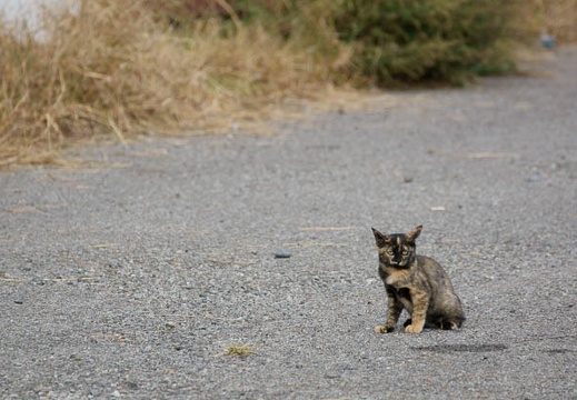 201111051440-DSC00001.jpg