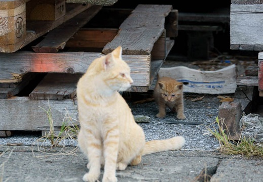 201111051442-DSC00011.jpg