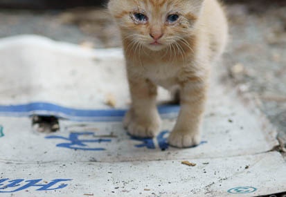 201111051500-DSC00067.jpg