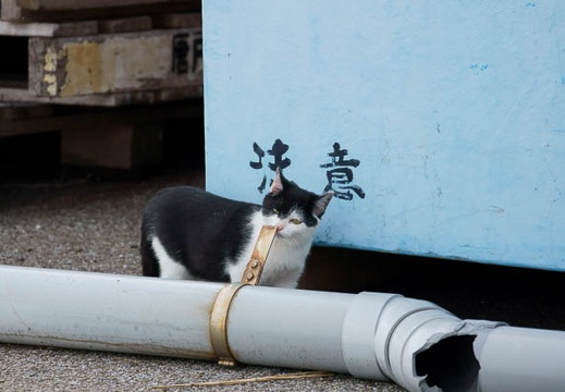 201111051508-DSC00095.jpg