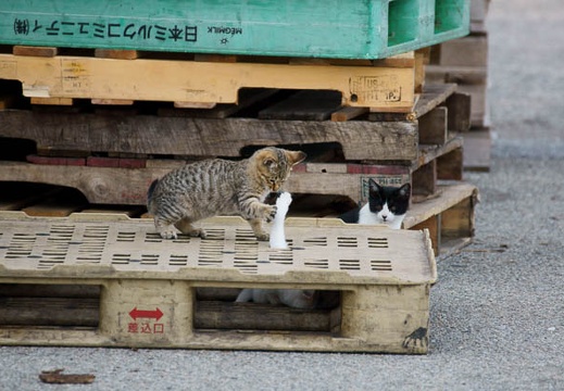 201111051512-DSC00105.jpg