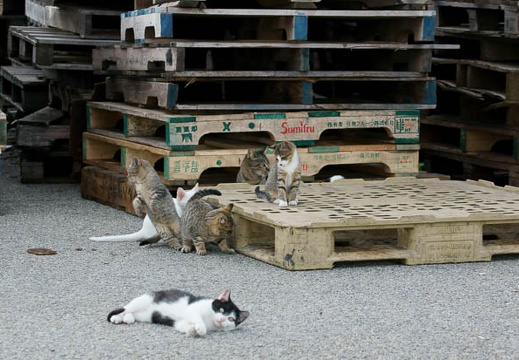 201111051515-DSC00124.jpg