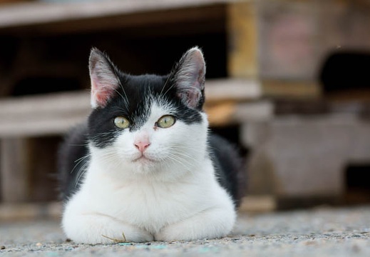201111051523-DSC00156.jpg