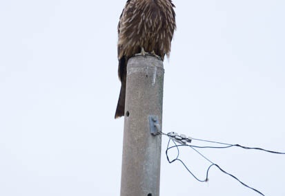201111101300-DSC00926.jpg