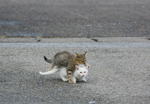 201111101325-DSC01016.jpg