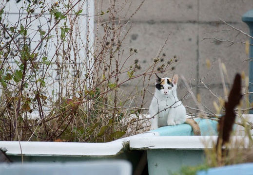 201111101336-DSC01057.jpg