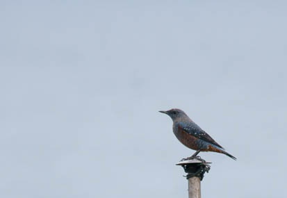 201111101448-DSC01163.jpg