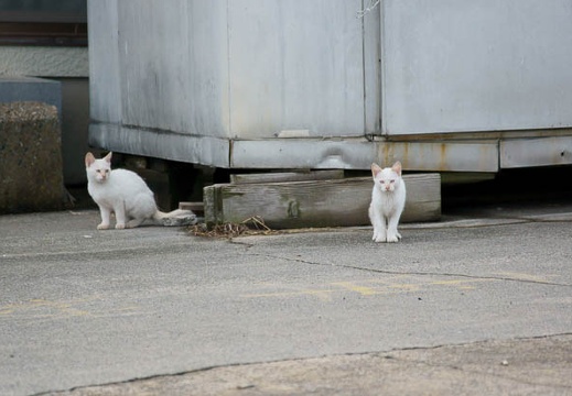 201111101516-DSC01270.jpg