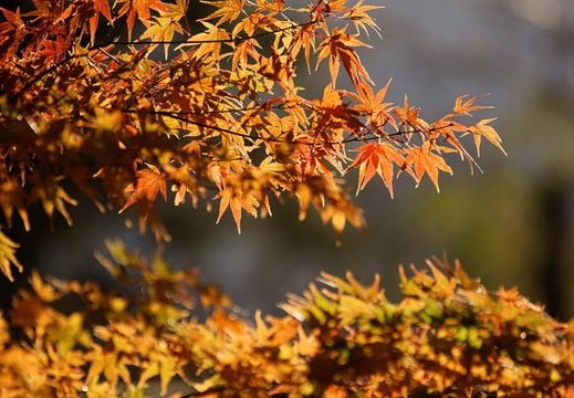 201111211547-DSC02365.jpg