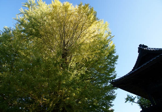 201111250823-DSC02915.jpg