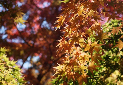 201111251158-DSC03110.jpg