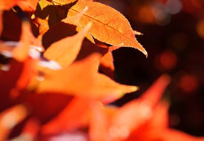 201111251205-DSC03122.jpg