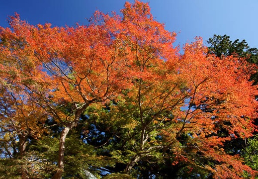 201111251216-DSC03155.jpg