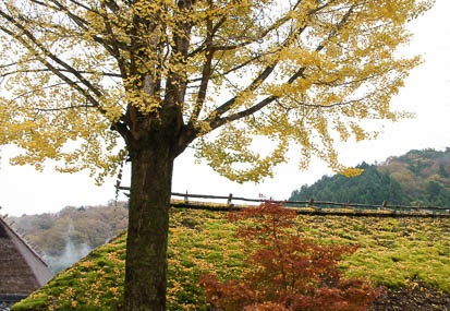 201111280834-DSC03468.jpg