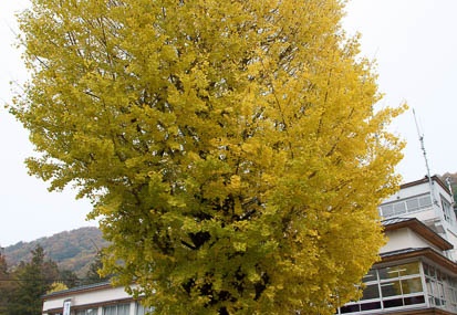 201111281040-DSC03665.jpg