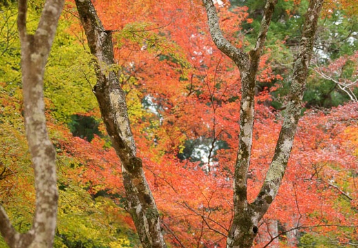 11.28 香嵐渓