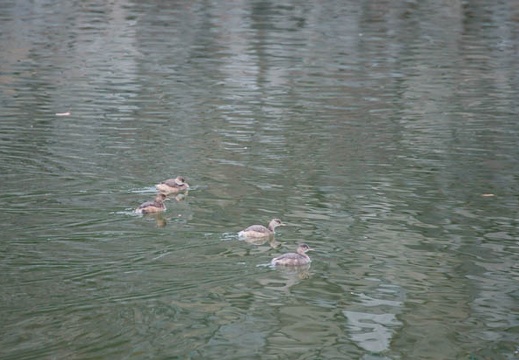 201111281534-DSC03926.jpg